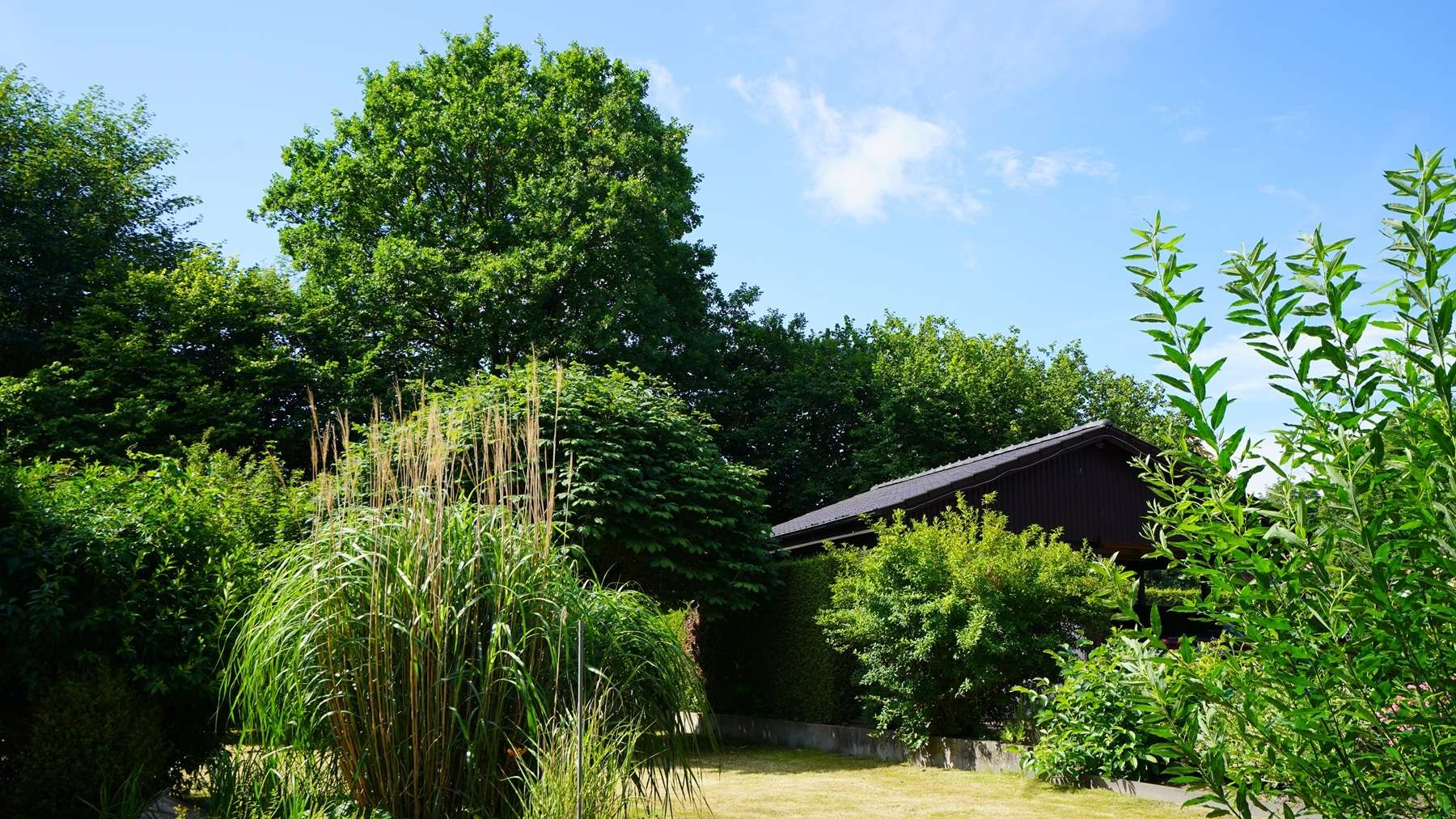 ...denn er ist groß und wundervoll eingewachsen