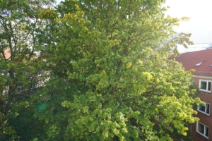 Balkonblick
